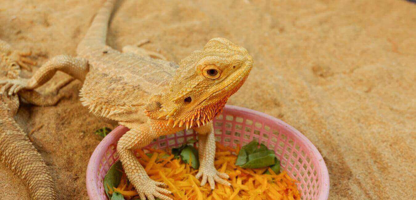 Bearded dragon diet