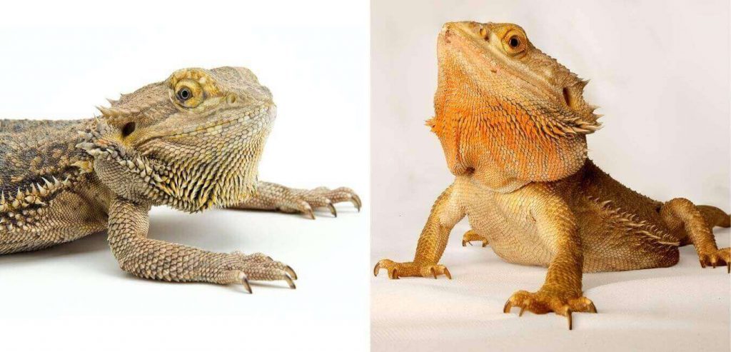 Can You Put 2 Bearded Dragons In The Same Tank Beardiezilla