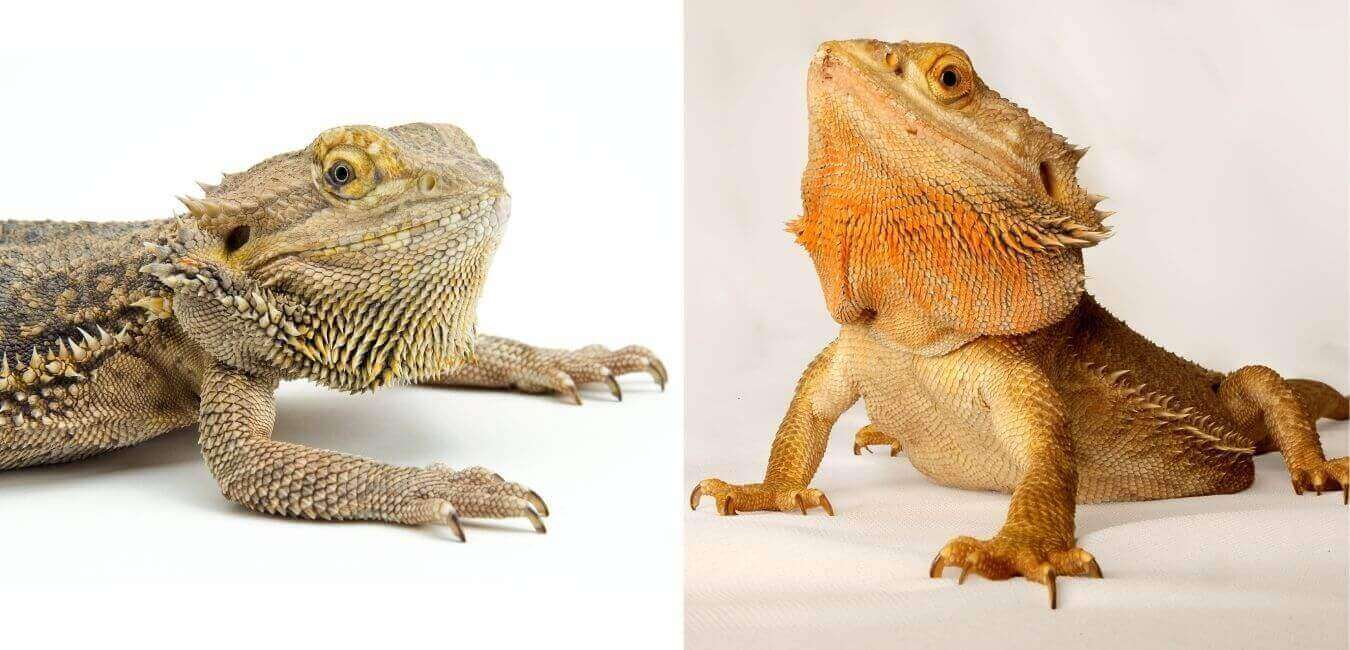 Can you put 2 bearded dragons in the same tank