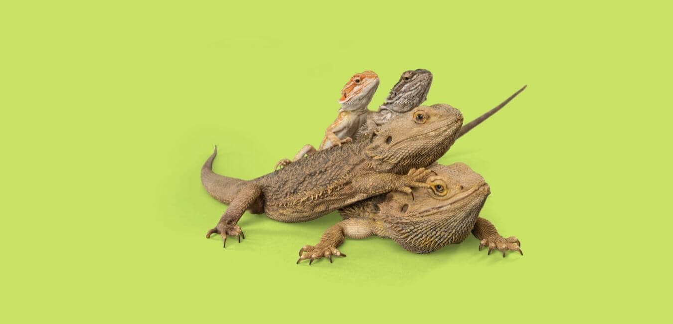 bearded dragon types