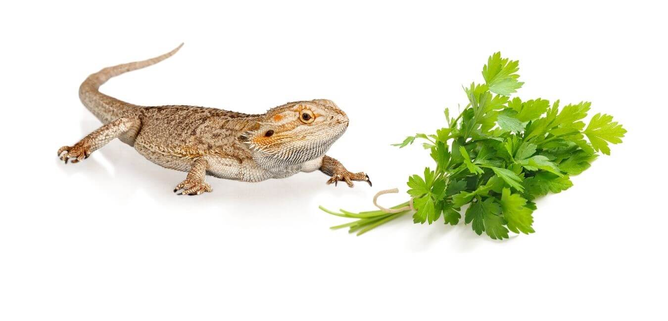 can bearded dragons eat italian parsley