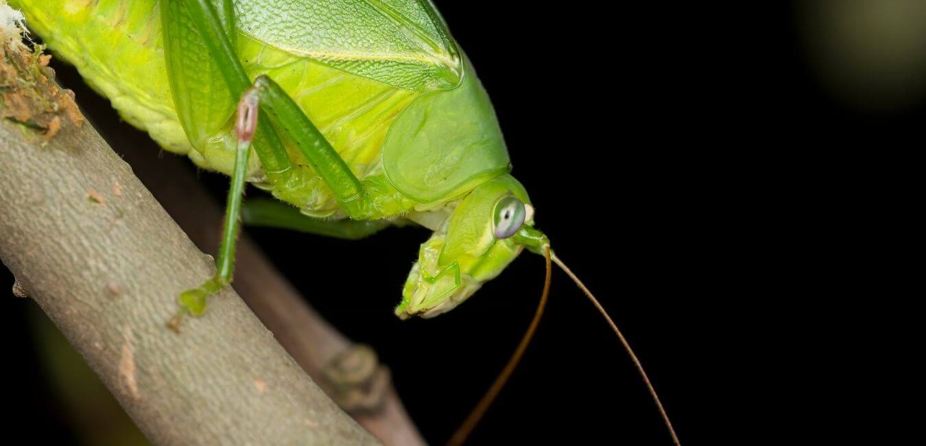 can bearded dragons eat katydids