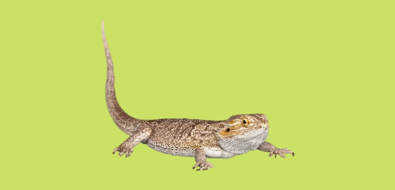 choosing adult vs juvenile bearded dragon