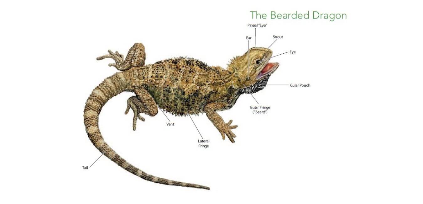 is a bearded dragon a lizard