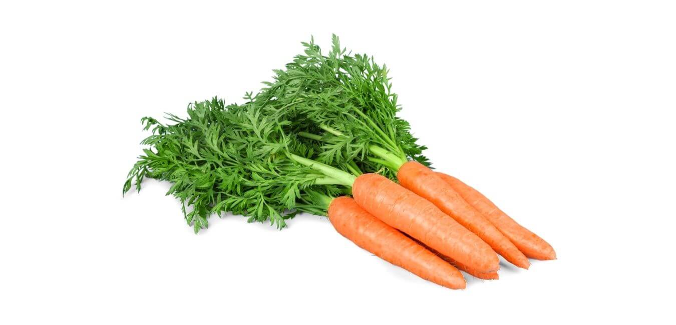 Can Beardies eat carrots