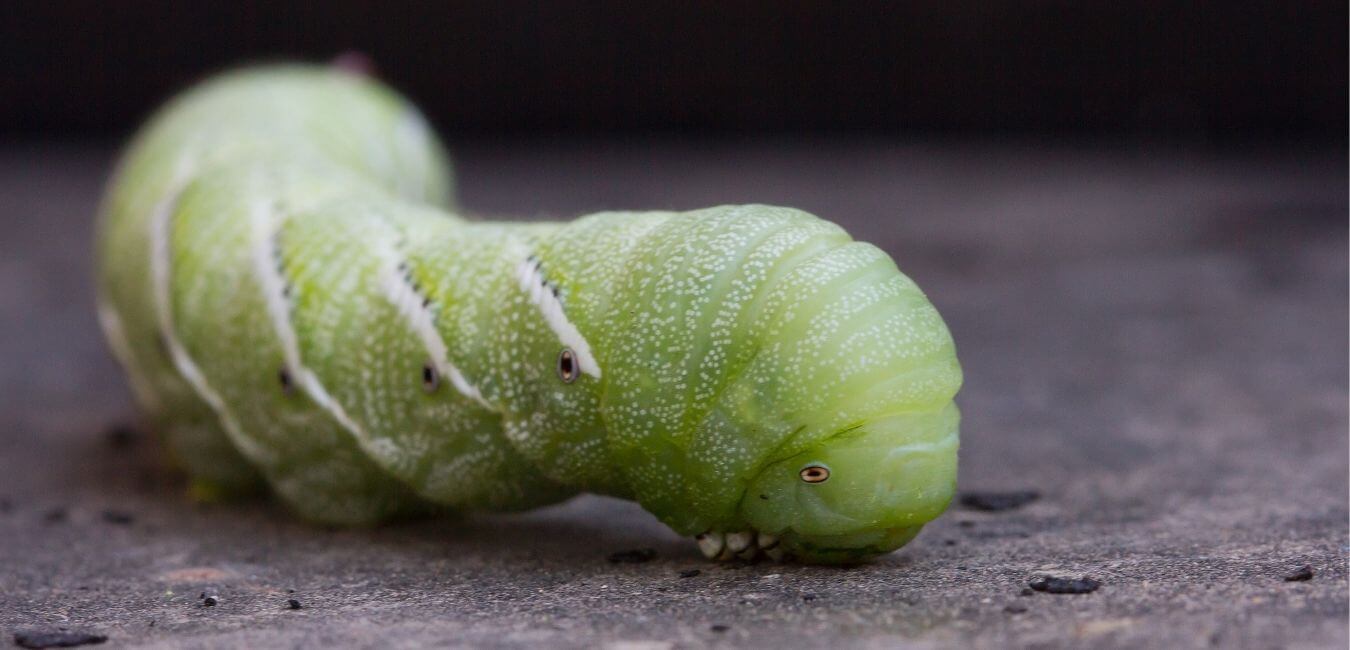 can my bearded dragon eat hornworms