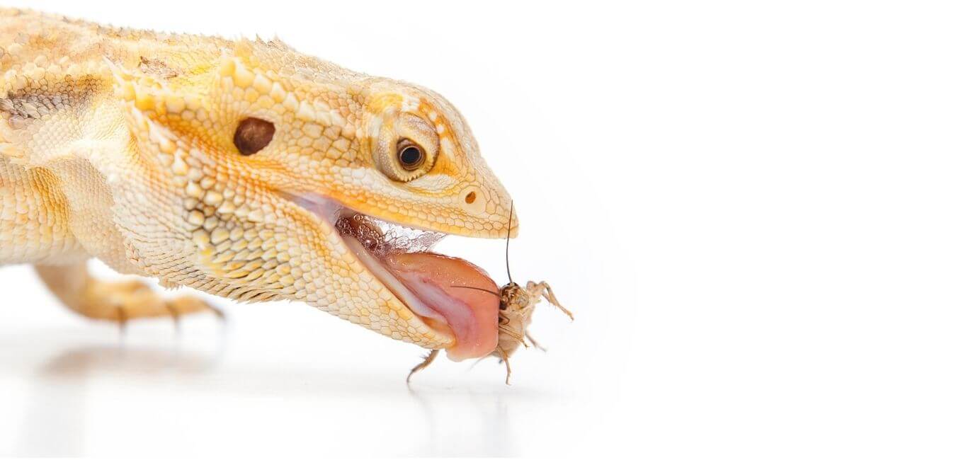 do bearded dragons eat everyday