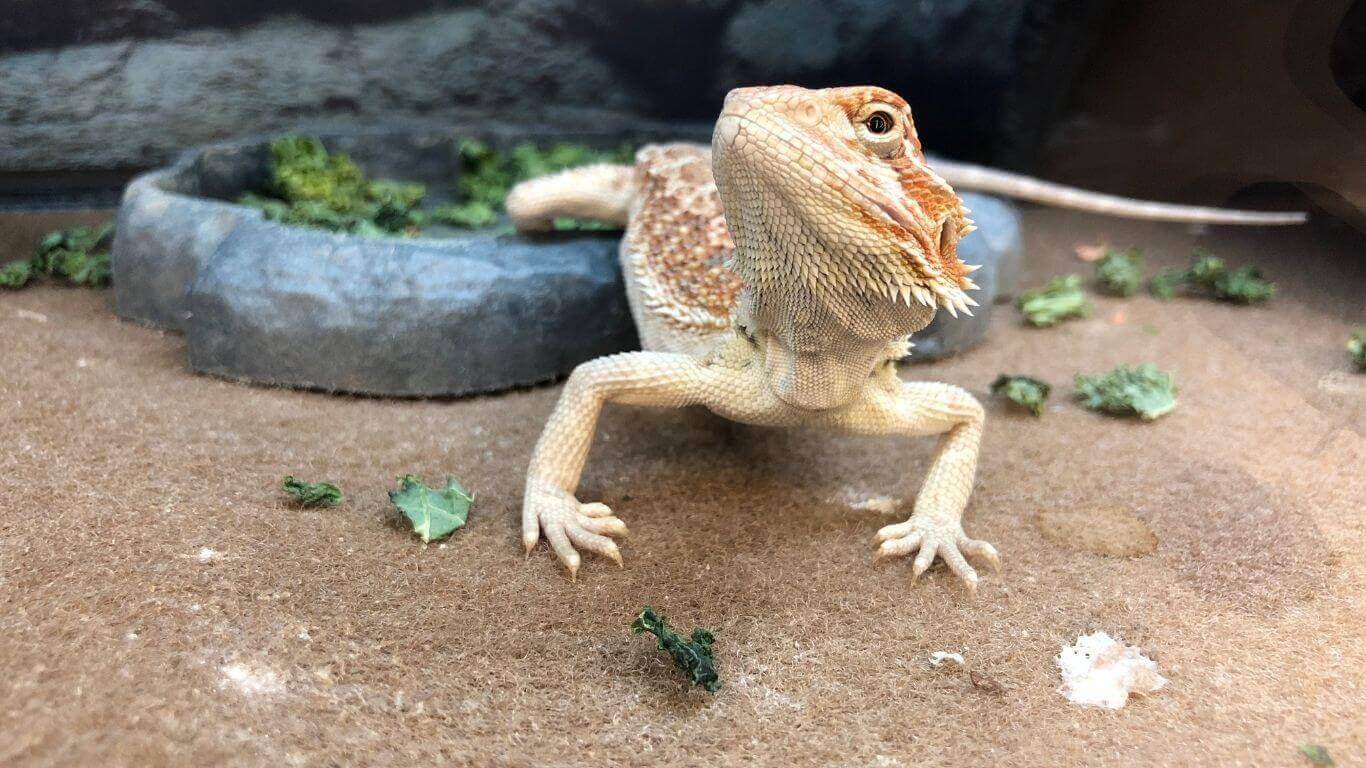 Why do bearded dragons poop in their food bowl