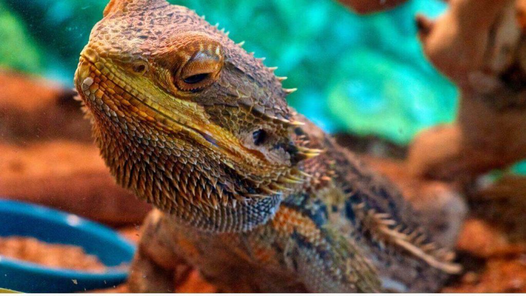 why-is-my-bearded-dragon-scratching-at-the-glass-beardiezilla