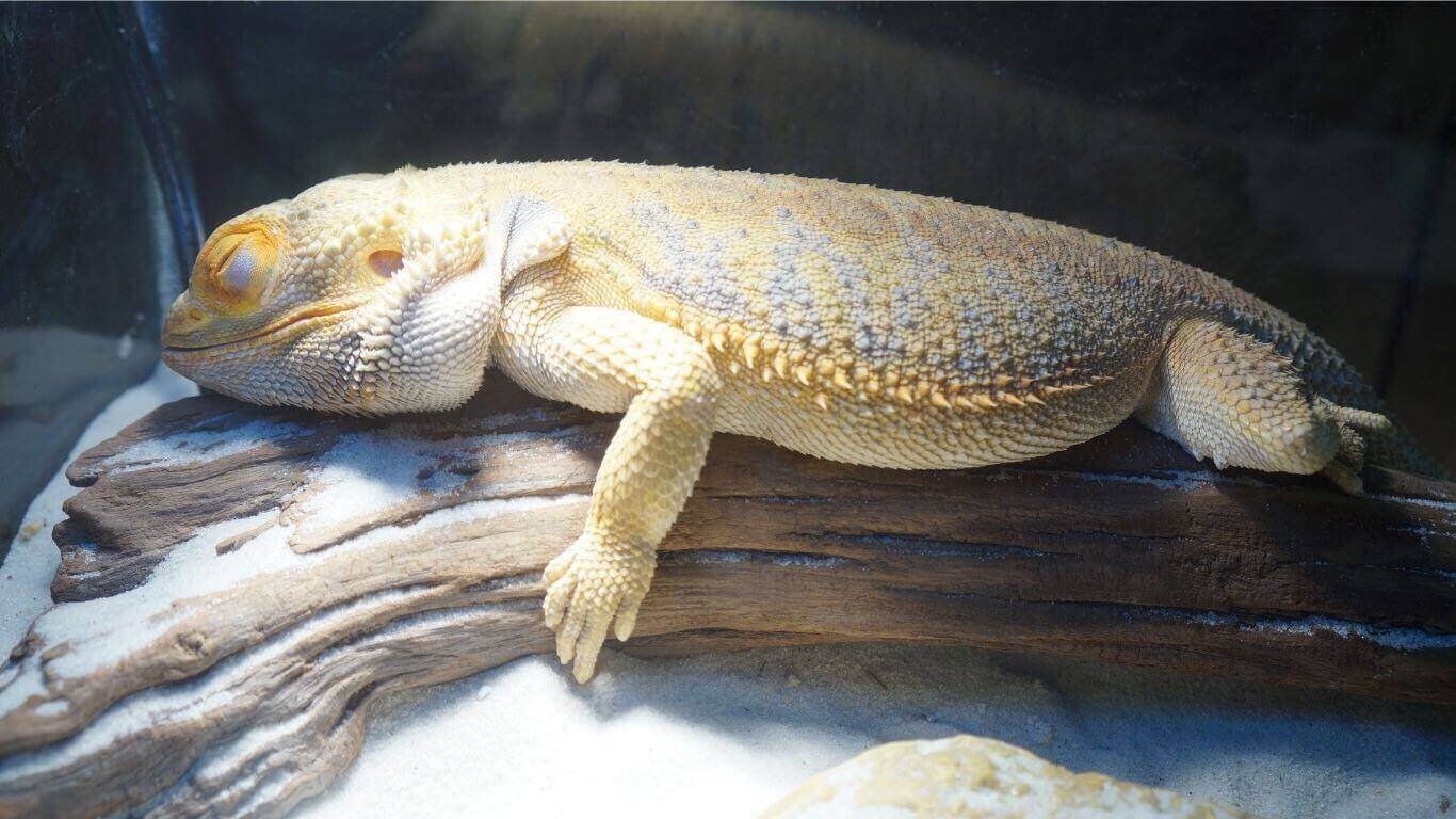 why is my bearded dragon sleeping so much
