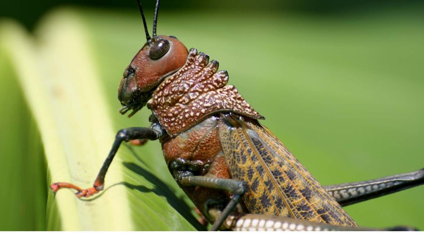 can-bearded-dragons-eat-grasshoppers