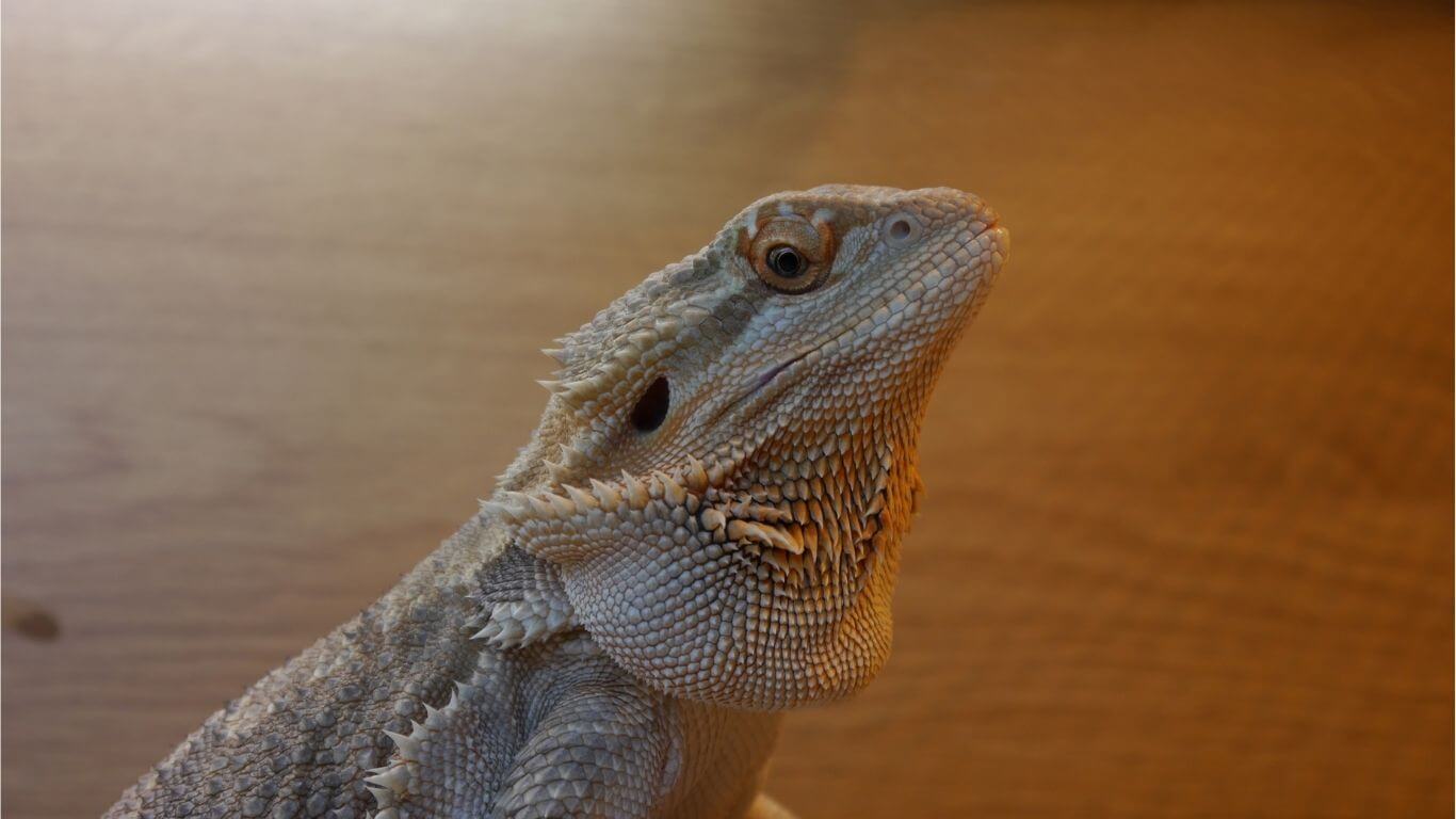 how long can bearded dragons live