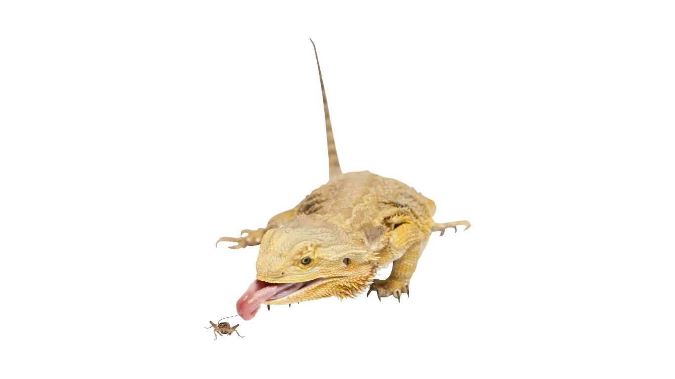 Can-Bearded-Dragons-Eat-Crickets