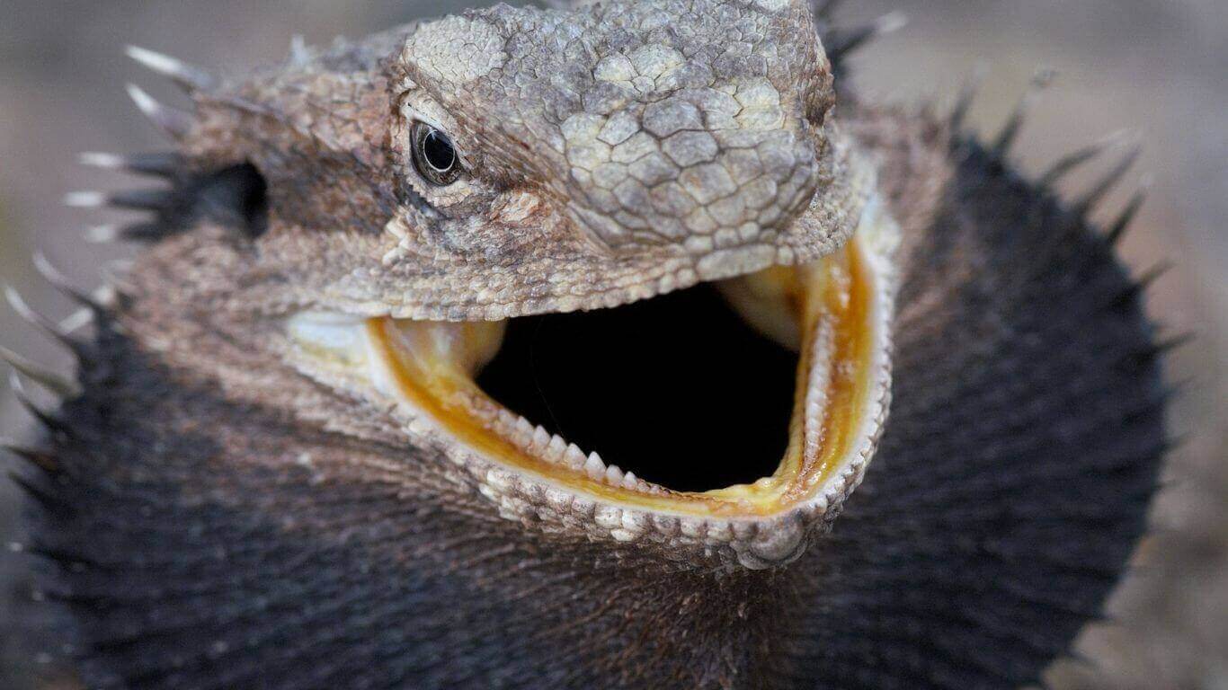 How-do-you-calm-an-aggressive-bearded-dragon