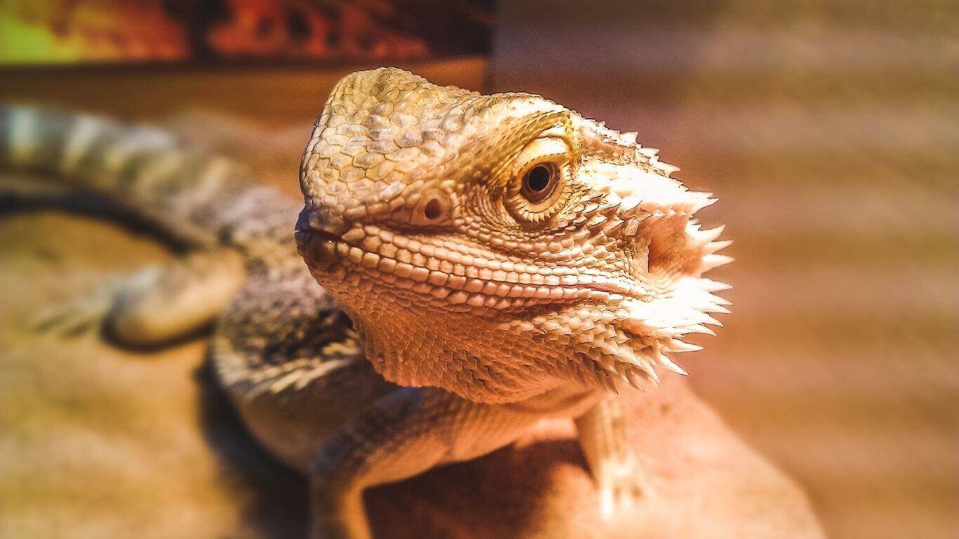 How-do-you-treat-a-sick-bearded-dragon