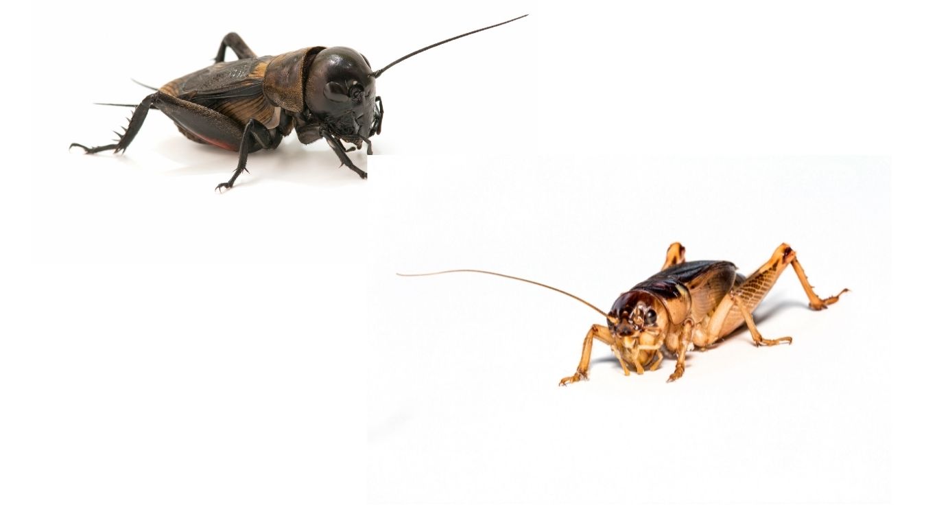 What-is-the-difference-between-a-cricket-and-a-black cricket