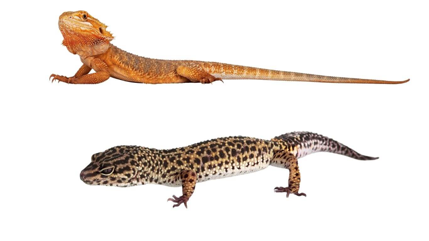 bearded-dragon-or-gecko-which-is-better