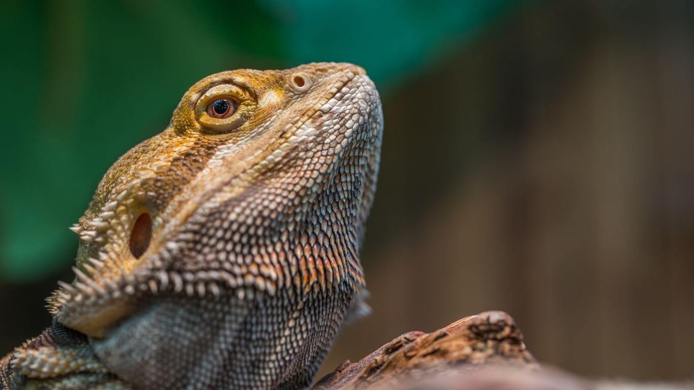 how-can-i-help-my-constipated-bearded-dragon