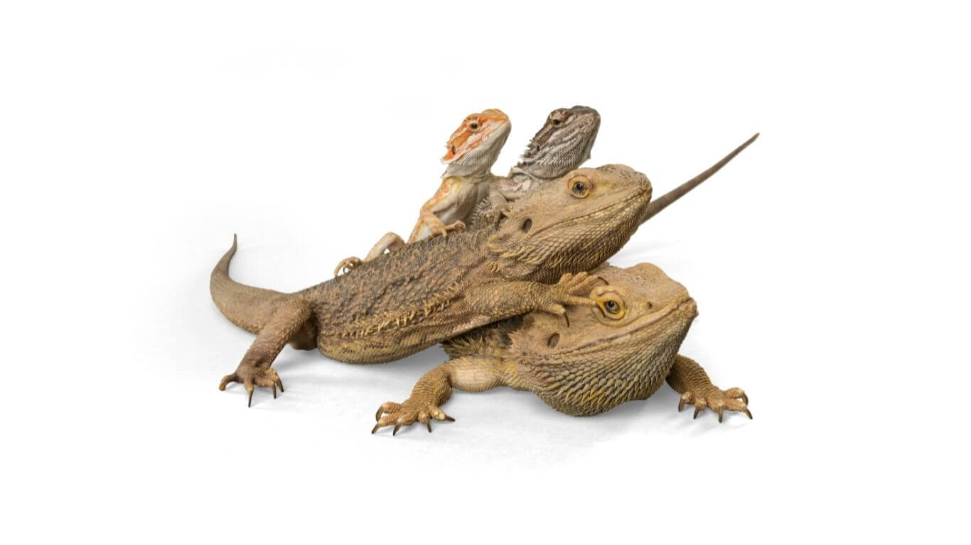 how-to-tell-the-gender-of-a-bearded-dragon