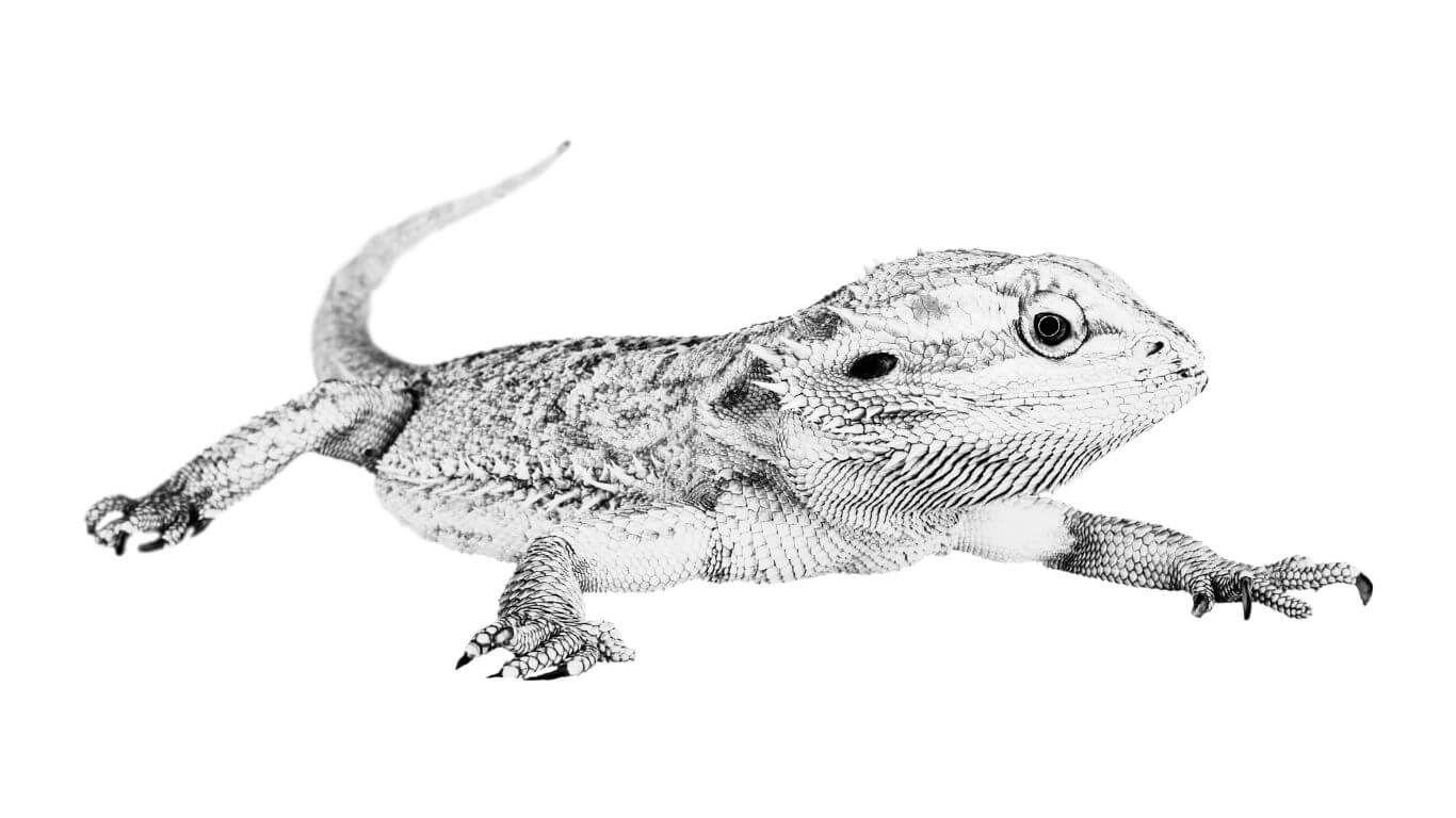 hypo-zero-bearded-dragon