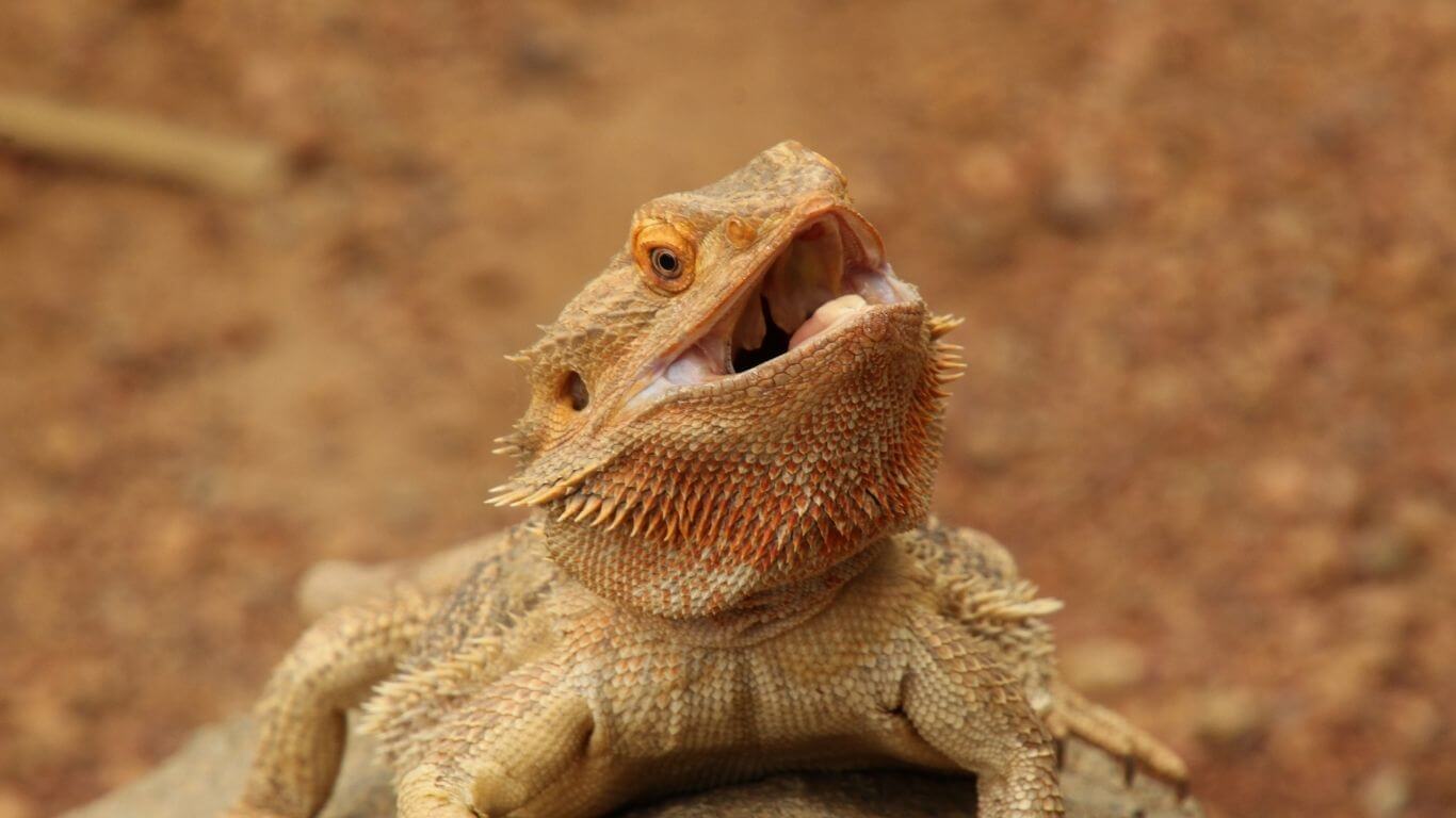 what-does-it-mean-when-a-bearded-dragon-opens-its-mouth