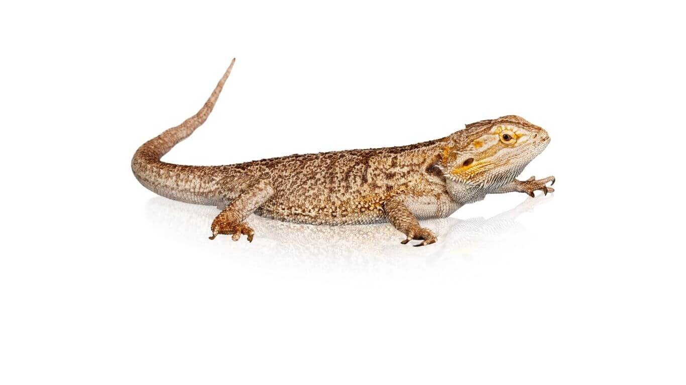 what-does-it-mean-when-a-bearded-dragon-wags-its-tail