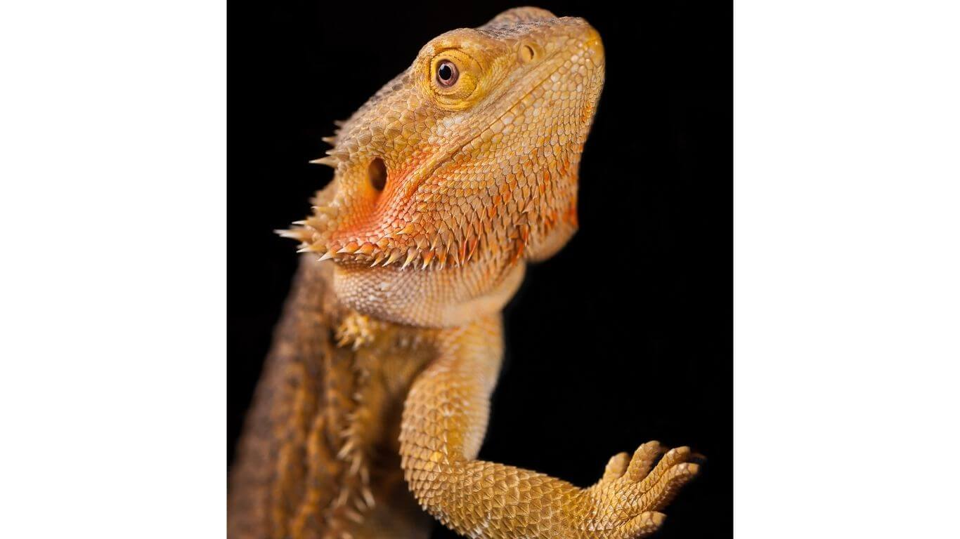 what-does-it-mean-when-a-bearded-dragon-waves