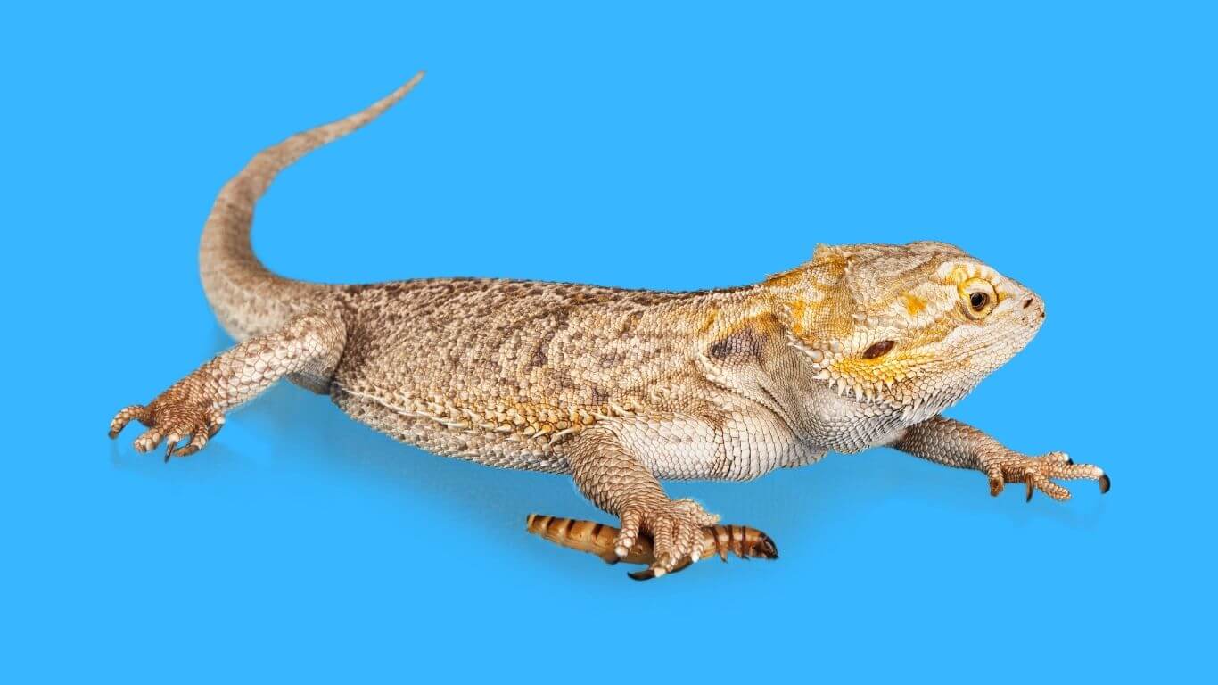 where-to-purchase-bearded-dragon