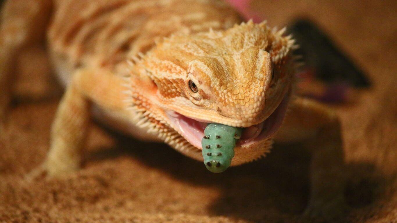 how-long-can-bearded-dragons-go-without-food
