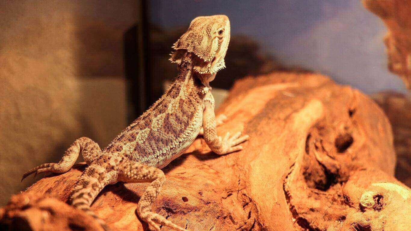 what-temperature-does-a-bearded-dragon-need