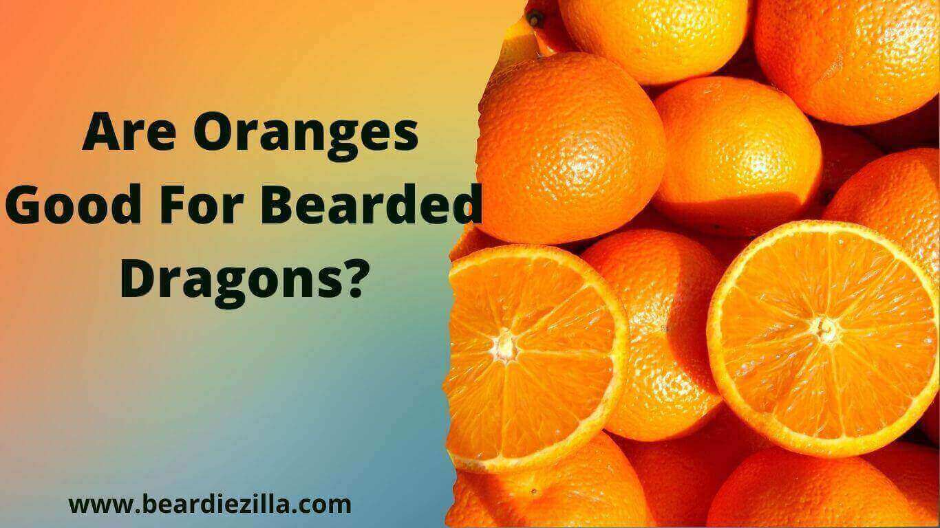 Are-Oranges-Good-for-Bearded -Dragons