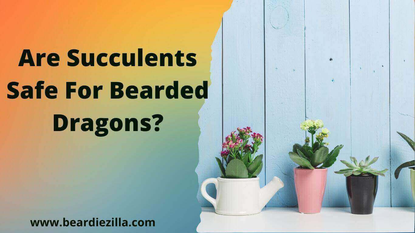 Are-Succulents-Safe-For-Bearded-Dragons