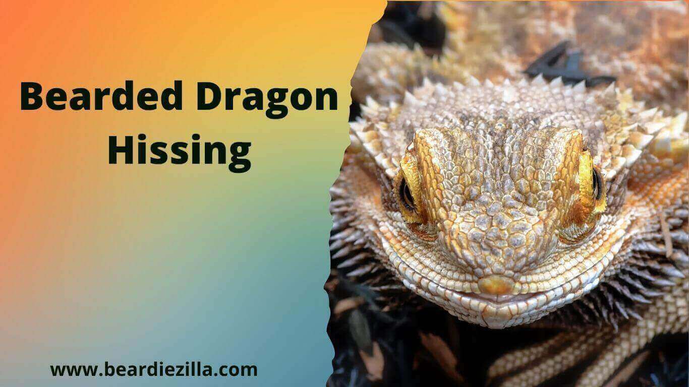 Bearded-Dragon-Hissing