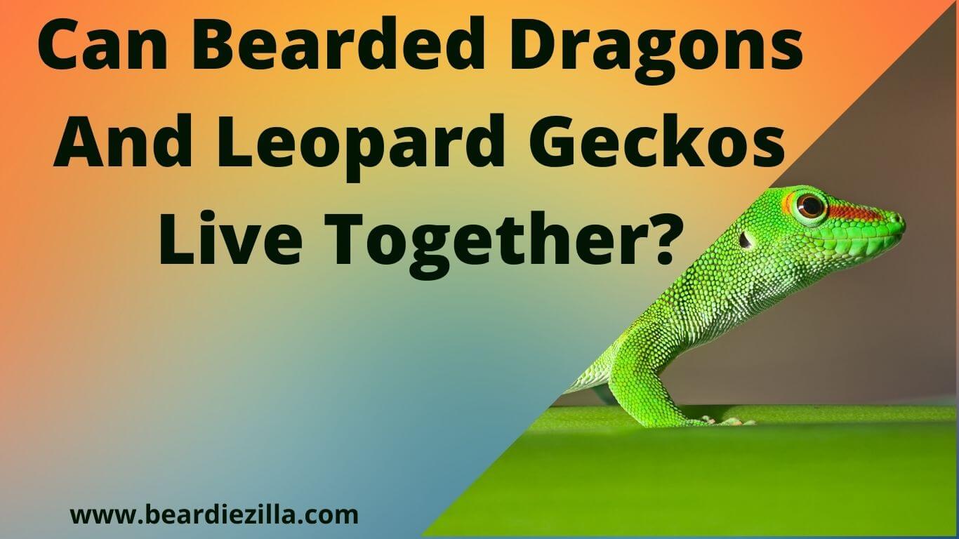 Can-Bearded-Dragons-And-Leopard-Geckos-Live-Together