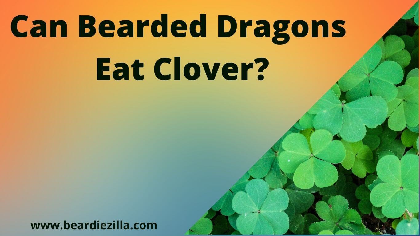 Can Bearded Dragons Eat Clover