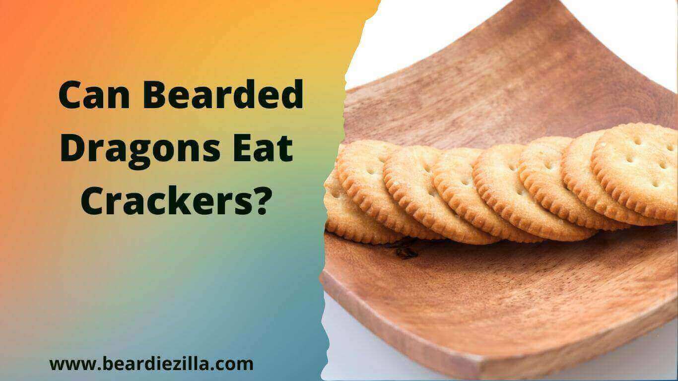 Can-Bearded-Dragons-Eat-Crackers