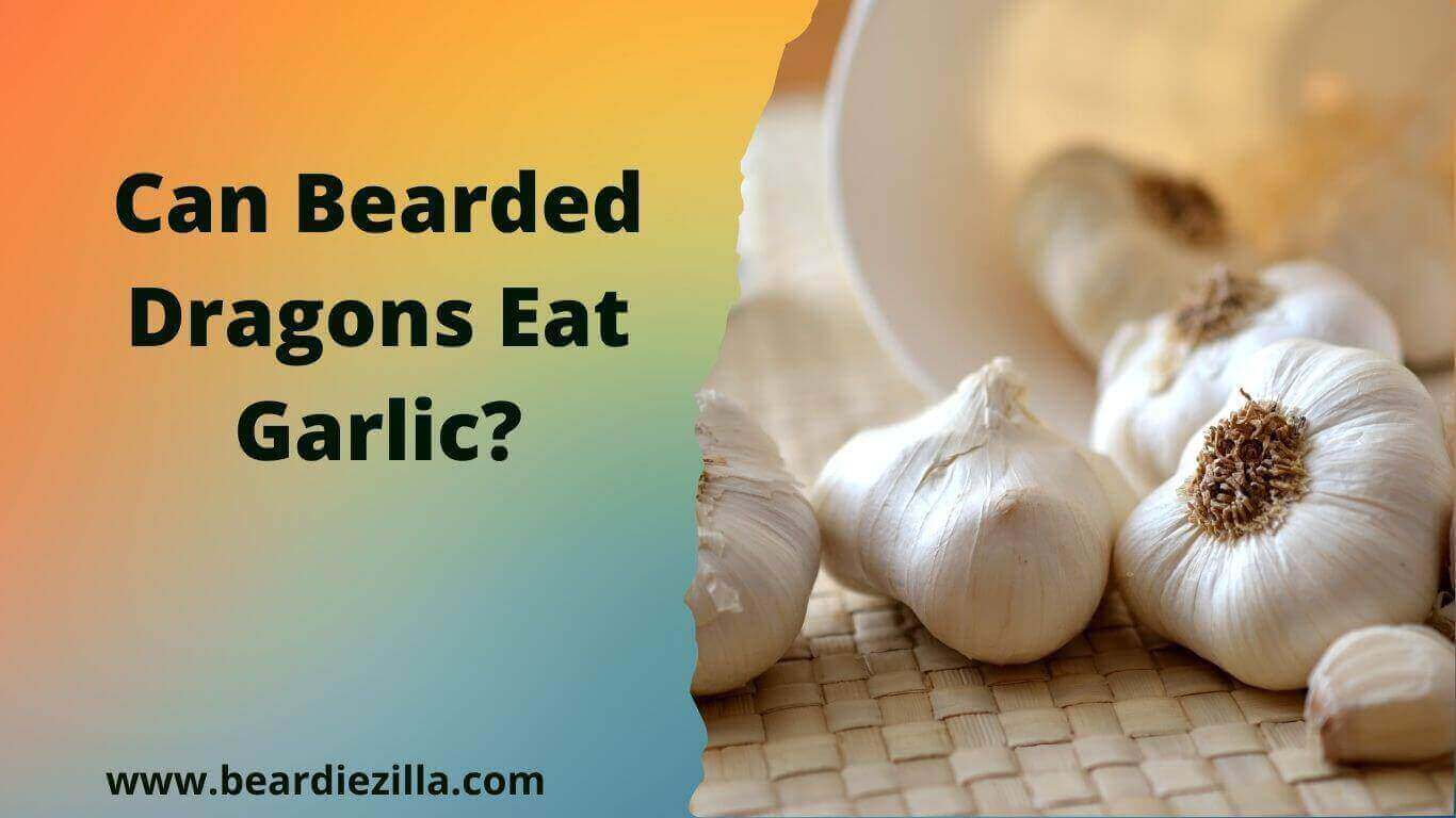Can-Bearded-Dragons-Eat-Garlic