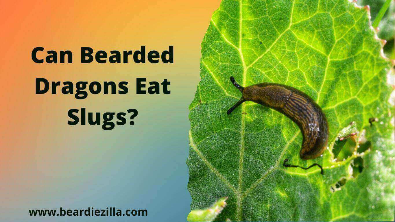 Can-Bearded-Dragons-Eat-Slugs