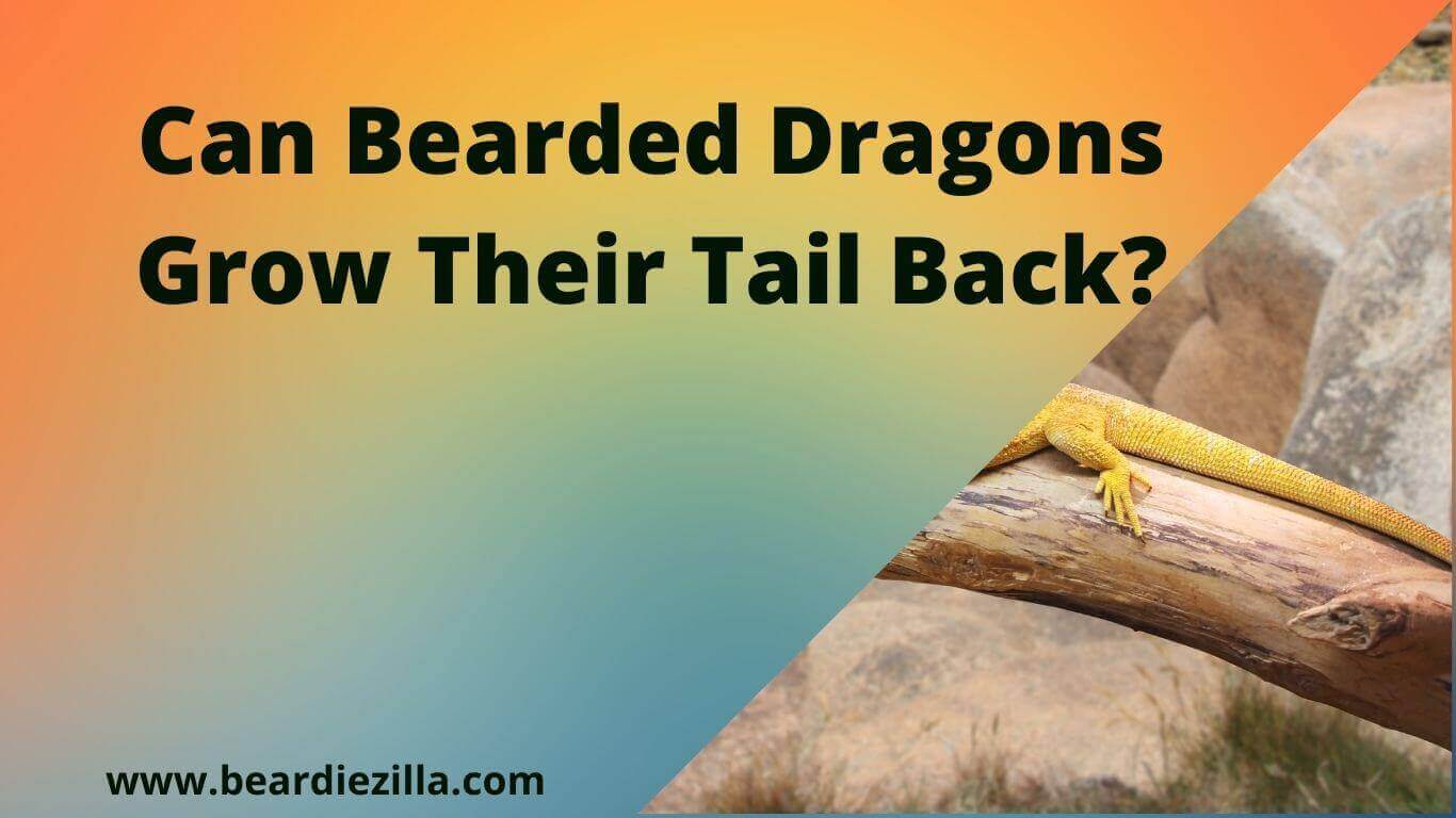 Can-Bearded-Dragons-Grow-Their-Tail-Back