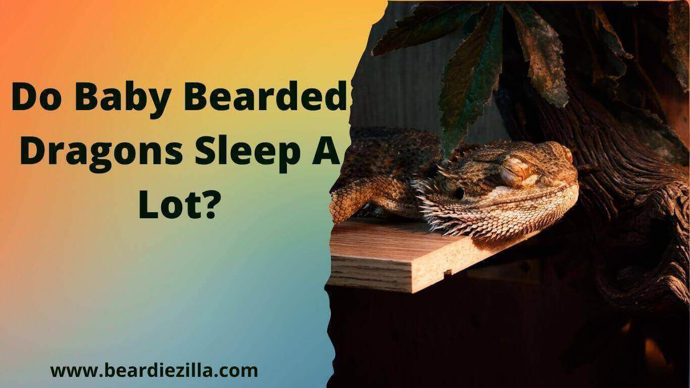 Do-Baby-Bearded-Dragons-Sleep-A-Lot