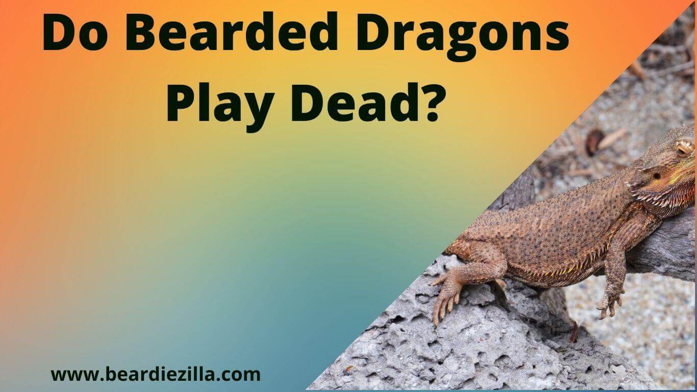 Do-bearded-dragons-play-dead