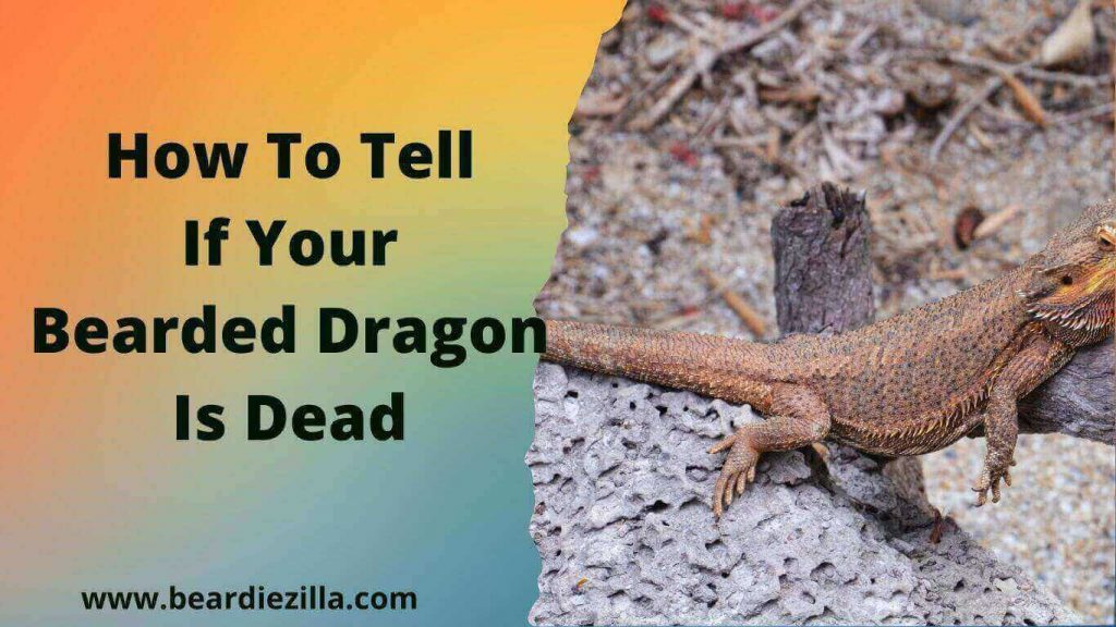 How To Tell If Your Bearded Dragon Is Dead