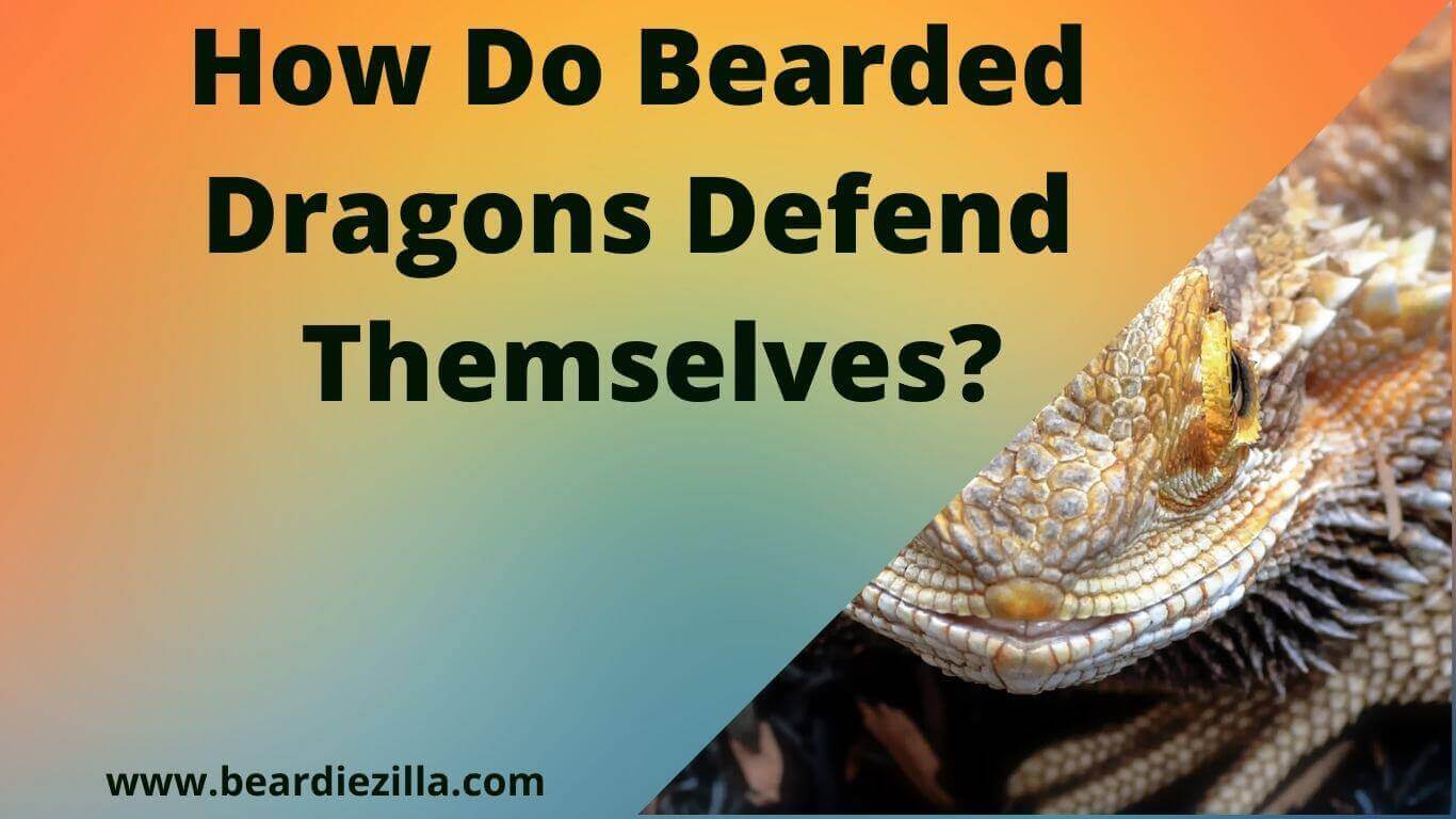 How Do Bearded Dragons Defend Themselves? (4 Defense Mechanism