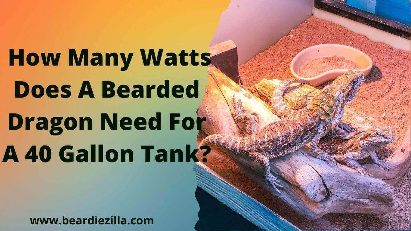 How-many-watts-does-a-bearded-dragon-need-for-a-40-gallon-tank