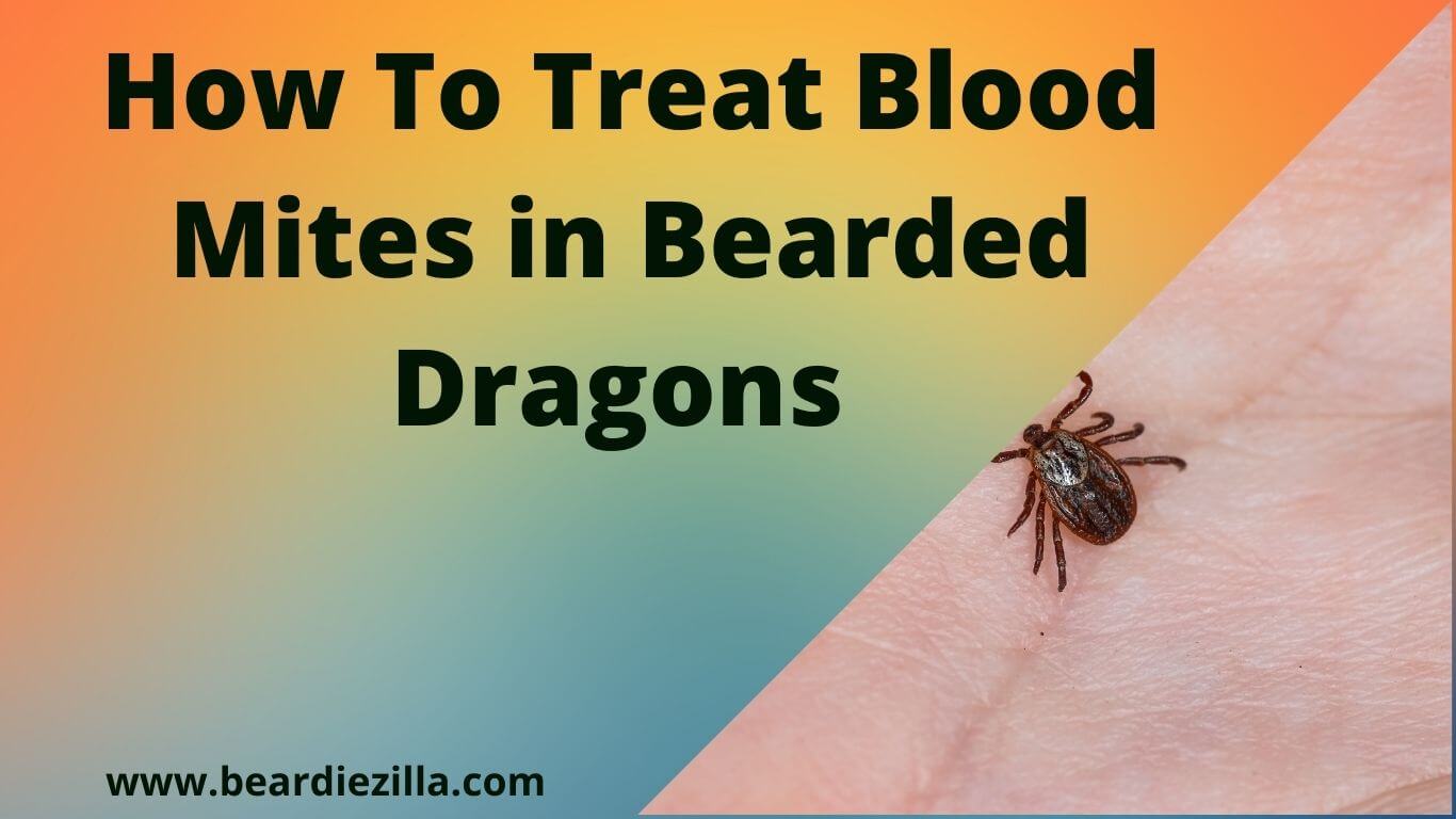 How to treat blood mites in bearded dragons