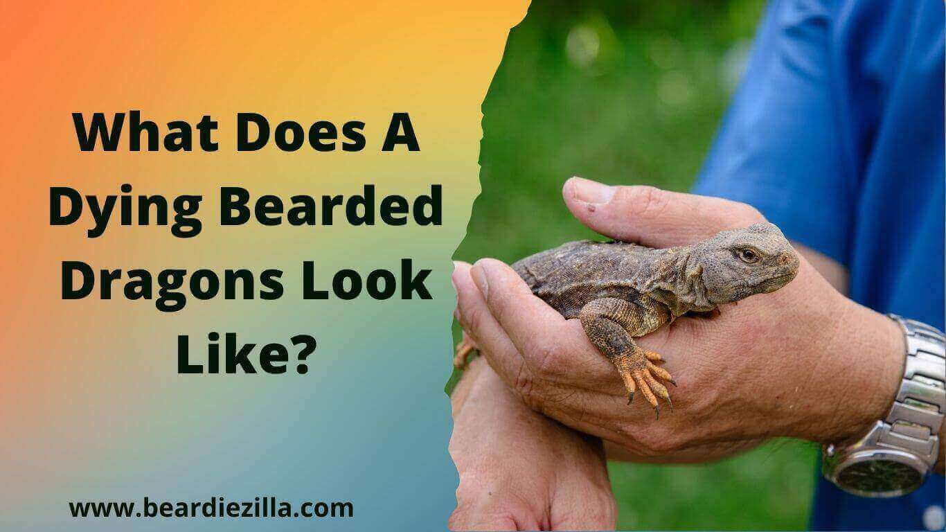 What-Does-A-Dying-Bearded-Dragons-Look-Like