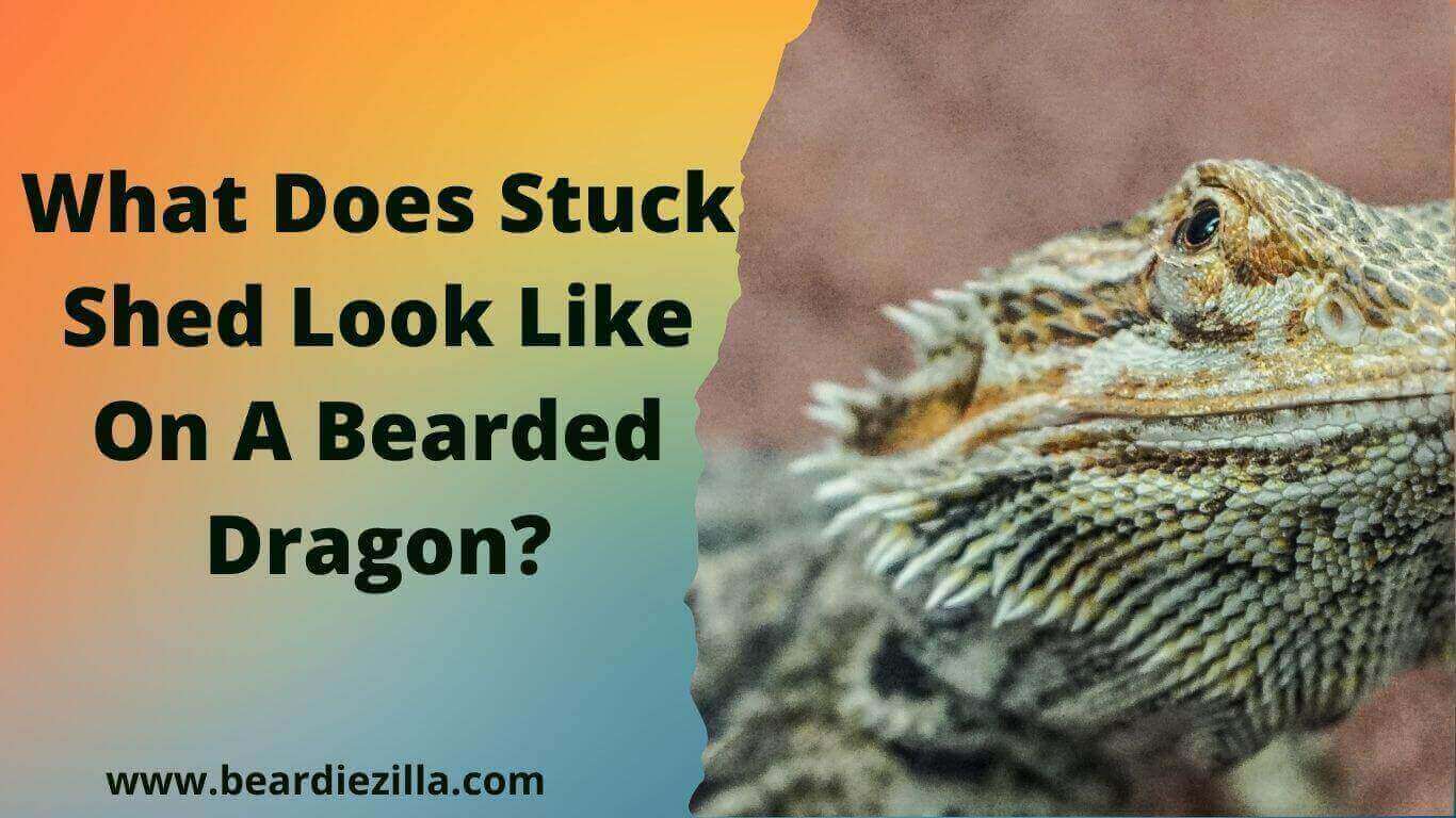 What-Does-Stuck-Shed-Look-Like-On-A-Bearded-Dragon