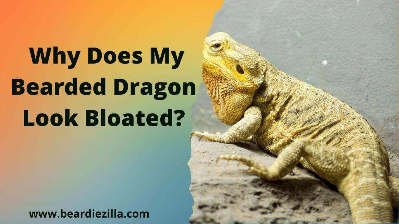 Why-Does-My-Bearded-Dragon-Look-Bloated