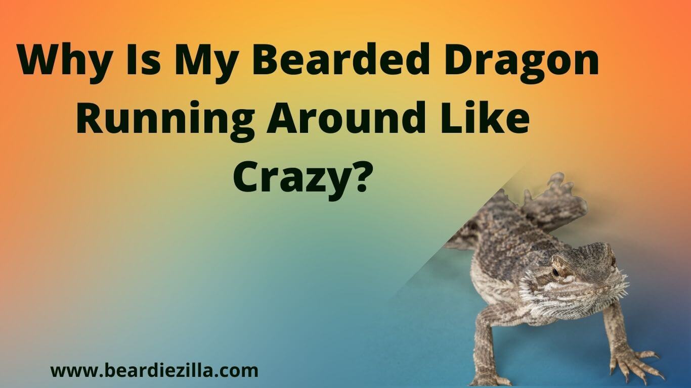 Why-Is-My-Bearded-Dragon-Running-Around-Like-Crazy