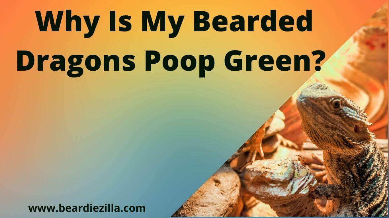 Why-Is-My-Bearded-Dragons-Poop-Green